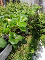 IMG_20170722_151914.jpg