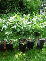 DSCN5985.JPG