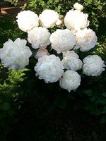 IMG_20130615_105849.jpg
