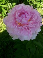 IMG_20130615_105946.jpg