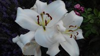 20170726_195157.jpg