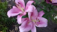 20170726_195352.jpg