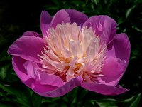 IMG_20130615_110034.jpg