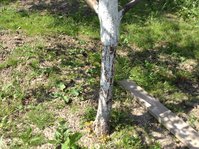 IMG_4823_1.jpg
