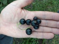 размер с вишню,но не вся,в основном на макушке.