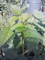 IMG10451.jpg