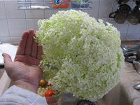 IMG_4095.JPG