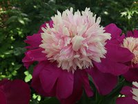 IMG_20130615_140603.jpg