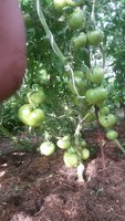 20170728_080421.jpg