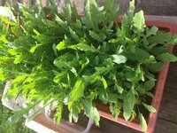 image.jpeg (2.52 МБ) 6839 просмотров Руккола из закупки Леника