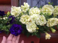 IMG_7054.JPG