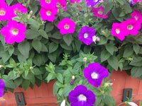 IMG_7058.JPG