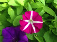 IMG_7065.JPG