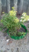 IMG_20170729_192836.jpg