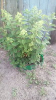 IMG_20170729_192826.jpg