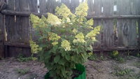 IMG_20170729_192812.jpg