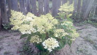 IMG_20170729_192757.jpg