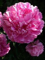 IMG_20130615_211301.jpg