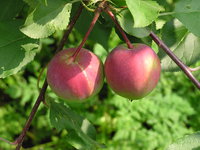Родниковая