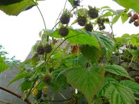IMG_3716.JPG