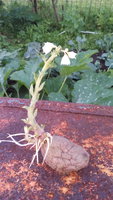 IMG_20170731_191352.jpg