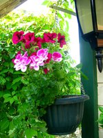IMG_3728-1.jpg