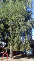 IMG_20170725_170518.jpg