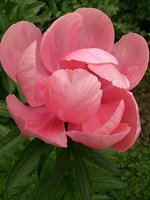 IMG_20130615_224204.jpg