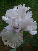 IMG_20130616_103925.jpg