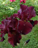 IMG_20130616_104002-1.jpg