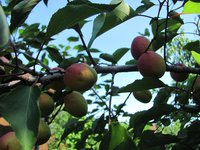 IMG_0004.JPG