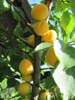 IMG_0001.JPG