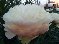 Саммер Глоу1 (4).jpg