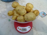 метеор масса куста.jpg