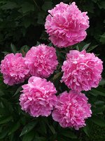 IMG_20130616_235634.jpg