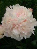 IMG_20130616_235842.jpg