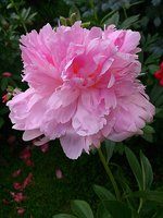 IMG_20130617_000007.jpg