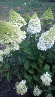 IMG_20170803_135728.jpg