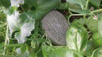 IMG-20170803-WA0031.jpeg