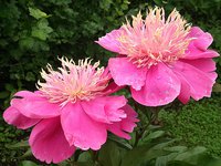 IMG_20130617_111120.jpg