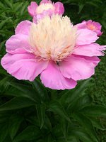 IMG_20130617_111409.jpg