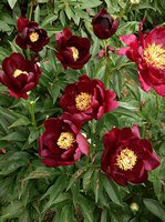 IMG_20130617_111529.jpg
