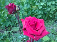 Kardinal0260.jpg