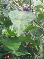 IMG_20170806_104036.jpg