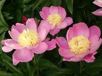 IMG_20130619_134844.jpg