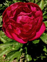 IMG_20130619_155021.jpg