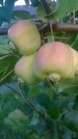 WP_20170805_004.jpg