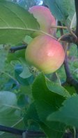 WP_20170805_006.jpg