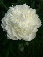 IMG_20130619_220422.jpg