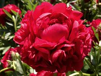 IMG_20130619_220500.jpg